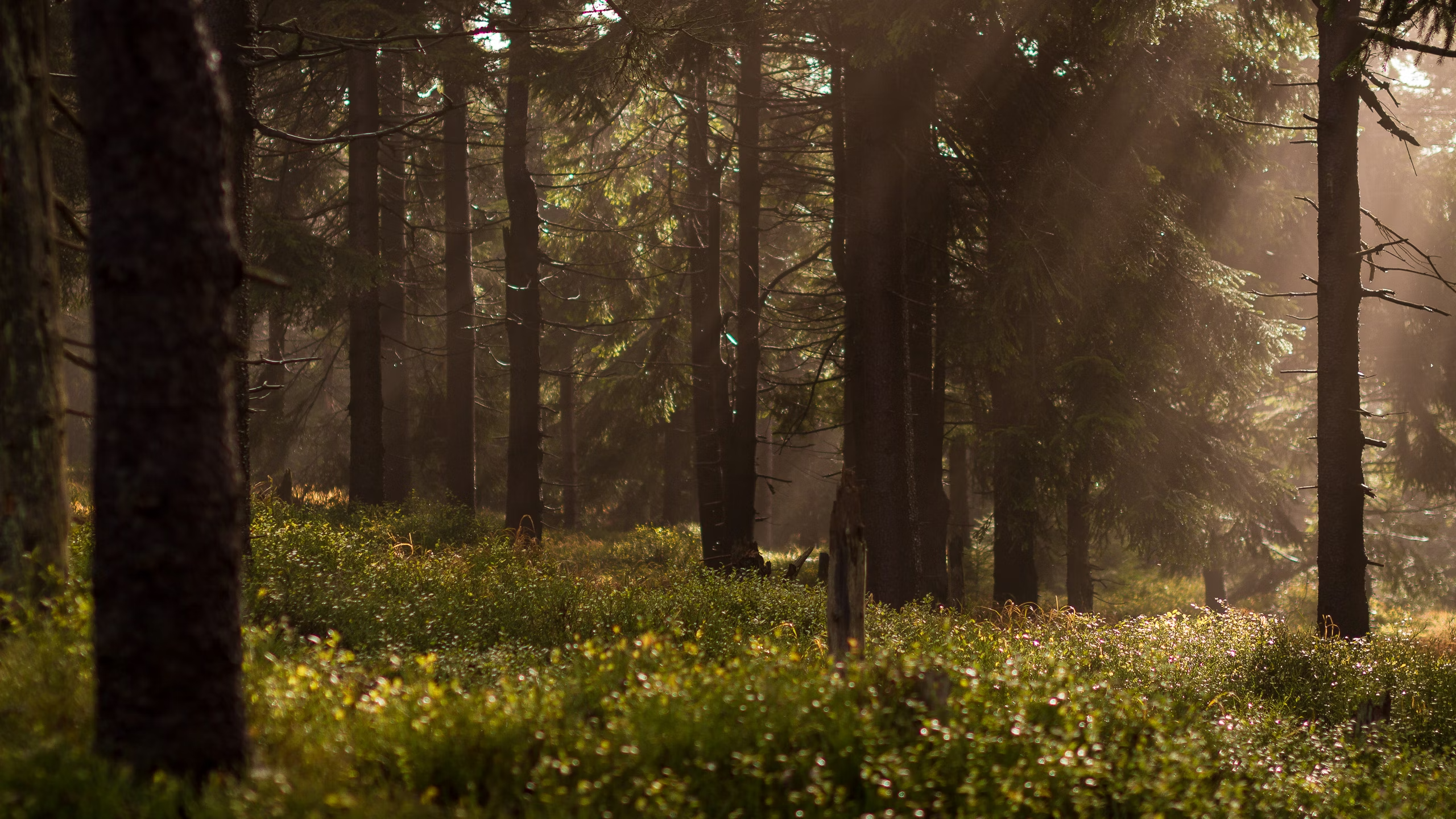 Image d'illustration : foret